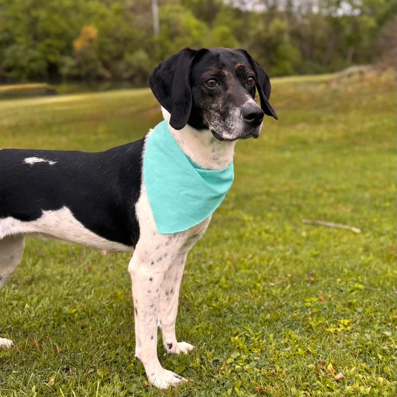 An adult medium-sized female White / Cream Pointer dog named Olive for adoption in Cadiz, OH