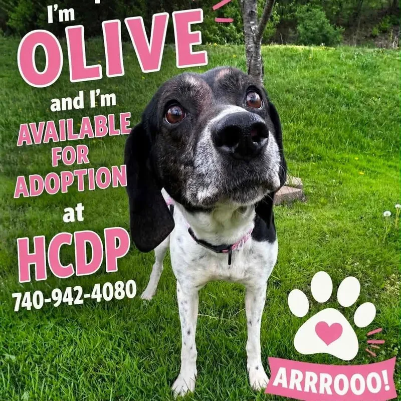 Olive thumbnail 4