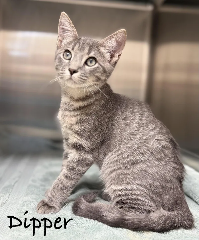 A baby medium-sized male Tabby (Gray / Blue / Silver) Domestic Short Hair cat named Dipper for adoption in Pawleys Island, SC