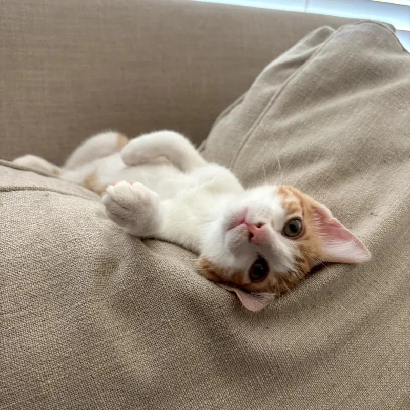 A baby small-sized male Orange / Red Domestic Short Hair cat named Bowser for adoption in Fort Worth, TX