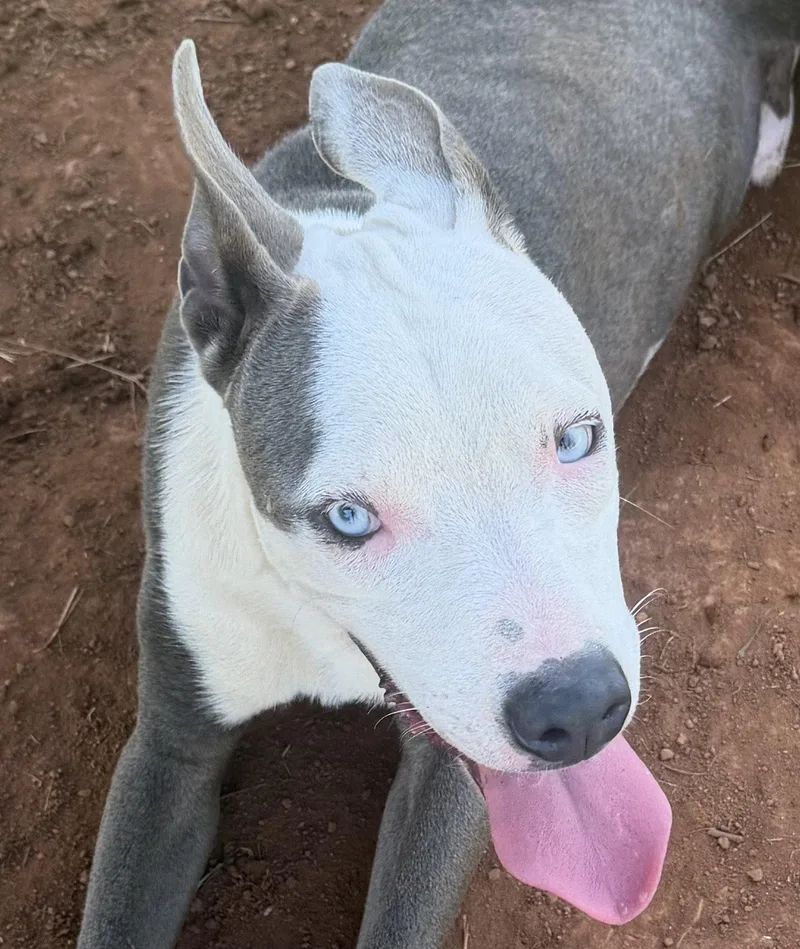 Rhino