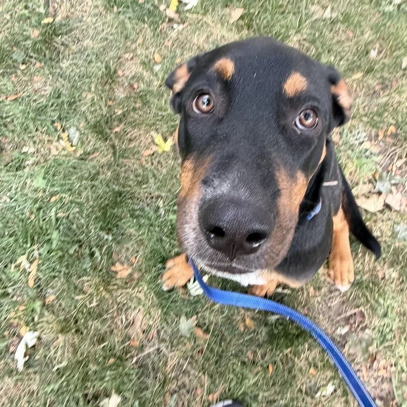 A young medium-sized male Tricolor (Brown, Black, & White) Hound dog named Bilbo for adoption in Commerce City, CO