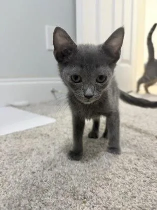 A baby small-sized female Domestic Short Hair cat named Haddock for adoption in Chamblee, GA