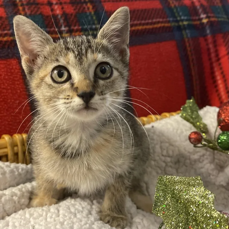 A young small-sized female Gray / Blue / Silver Domestic Short Hair cat named Cleo for adoption in Flower Mound, TX