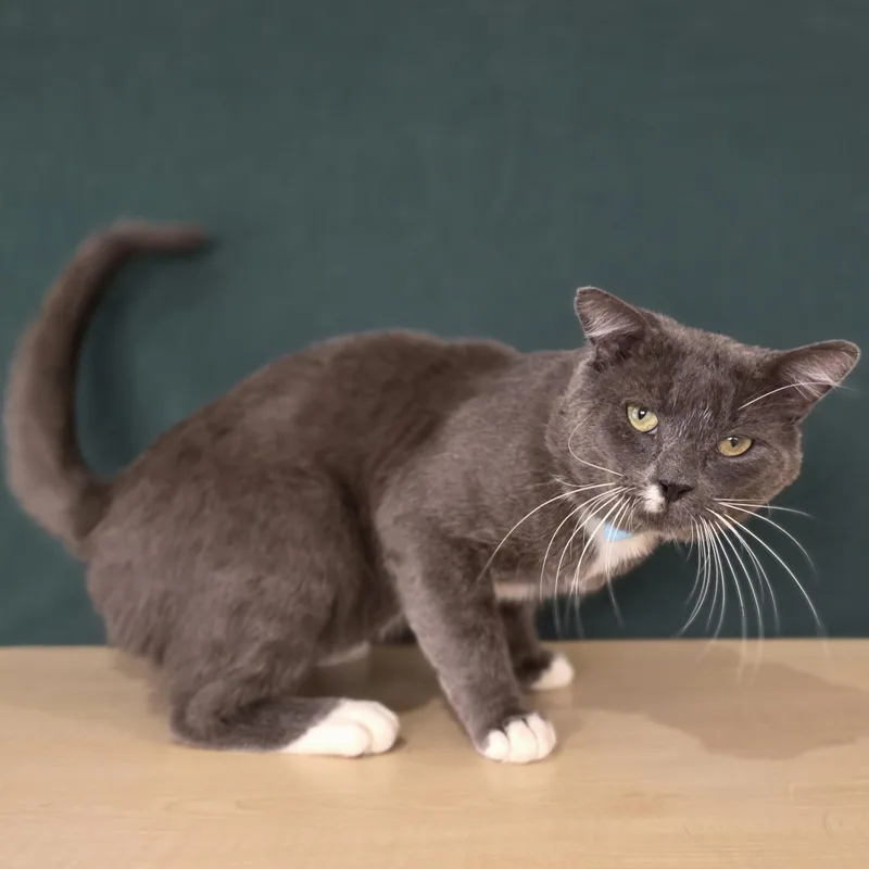 An adult large-sized male Gray / Blue / Silver Domestic Short Hair cat named Earl Grey for adoption in Macomb Twp, MI
