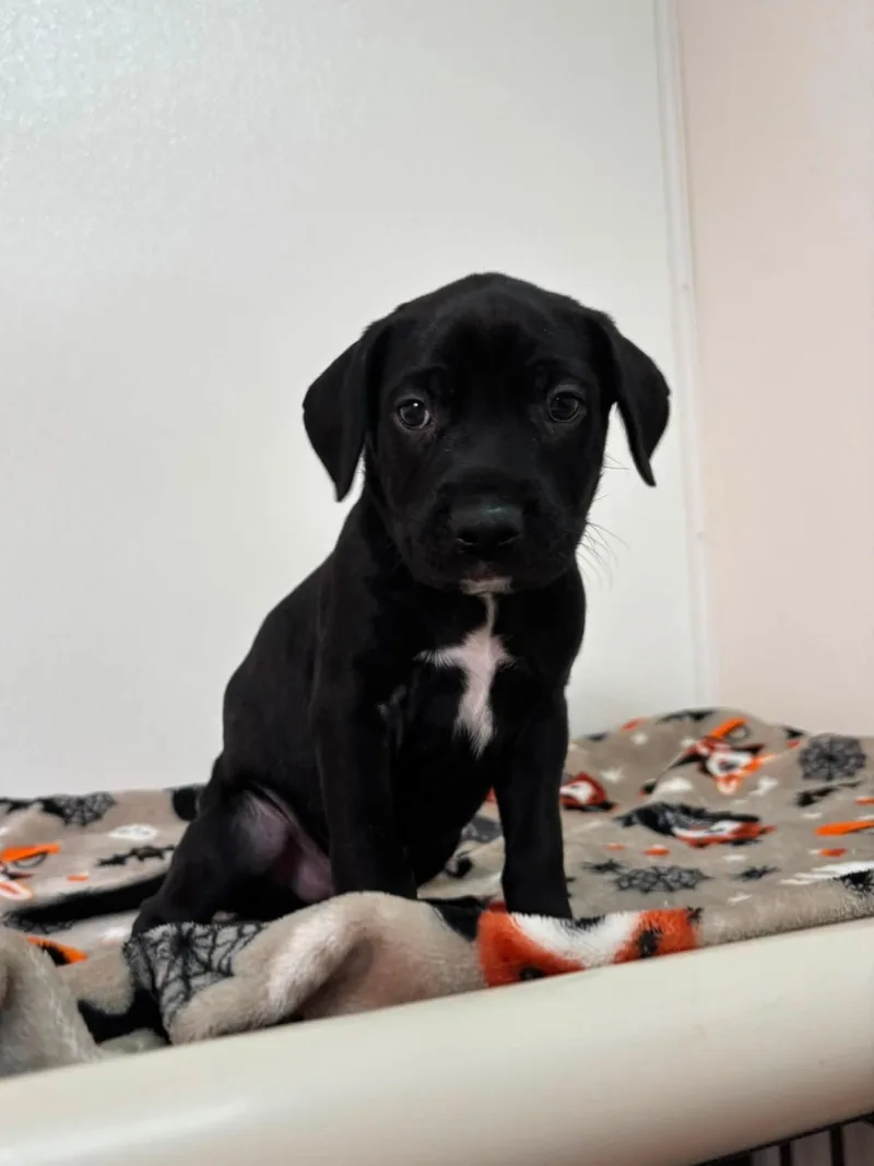 A baby medium-sized male Black Mixed Breed dog named Spruce for adoption in Jamestown, ND