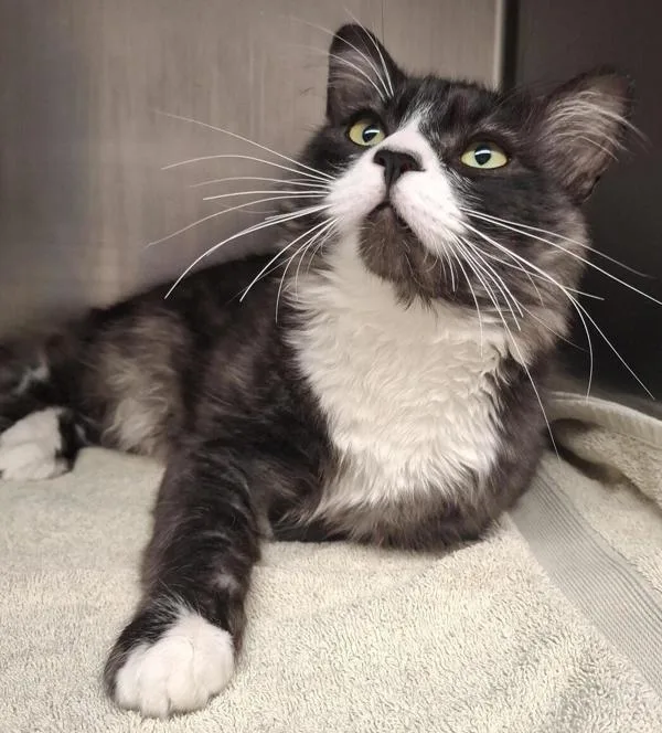 An adult medium-sized male Domestic Long Hair cat named Leo for adoption in Vancouver, WA