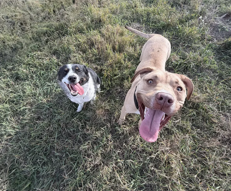 A young medium-sized male Australian Cattle Dog / Blue Heeler dog named Ruger and Otis for adoption in Plummer, ID