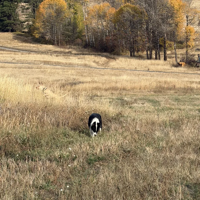 Ruger and Otis thumbnail 2