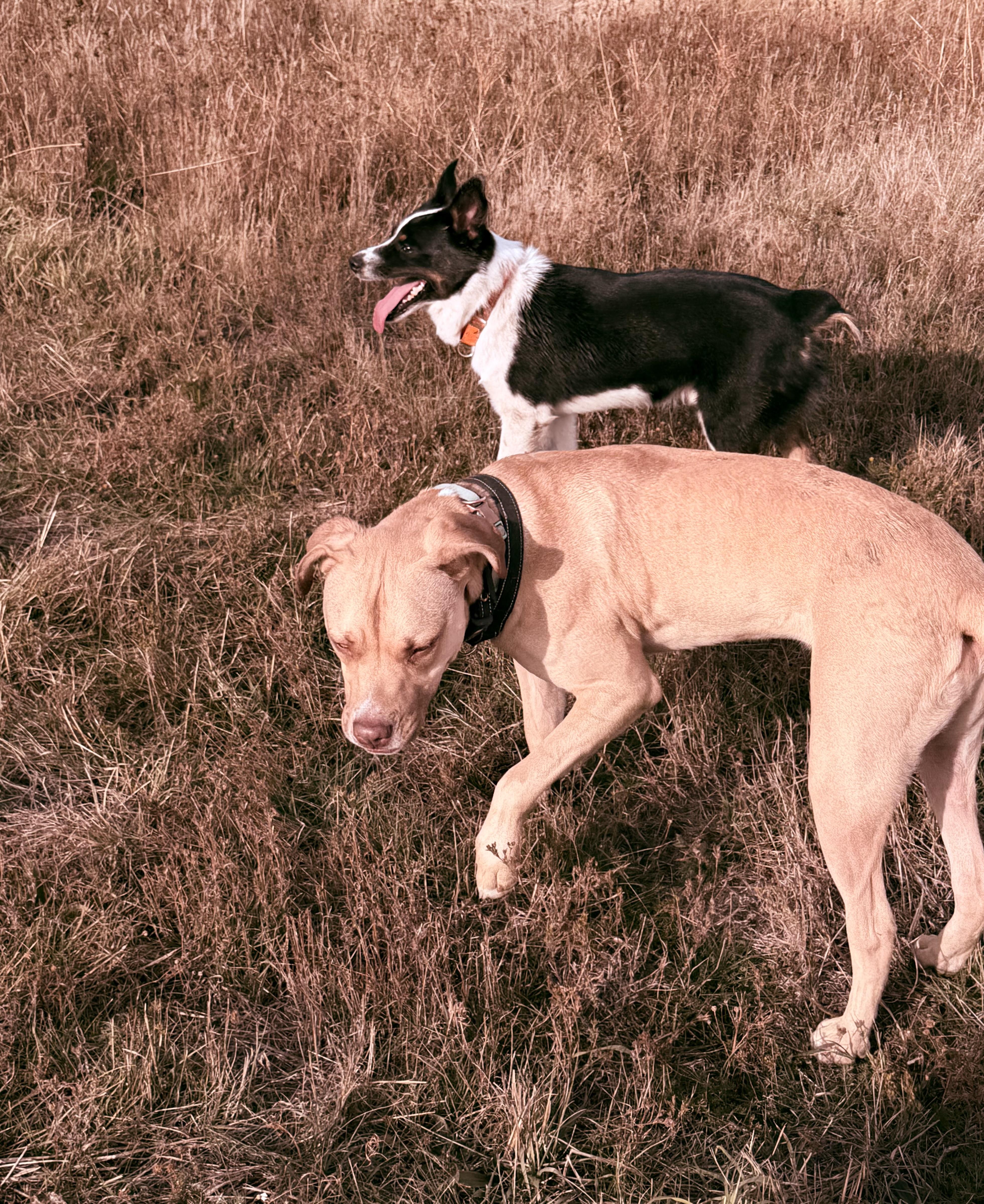 Ruger and Otis thumbnail 4
