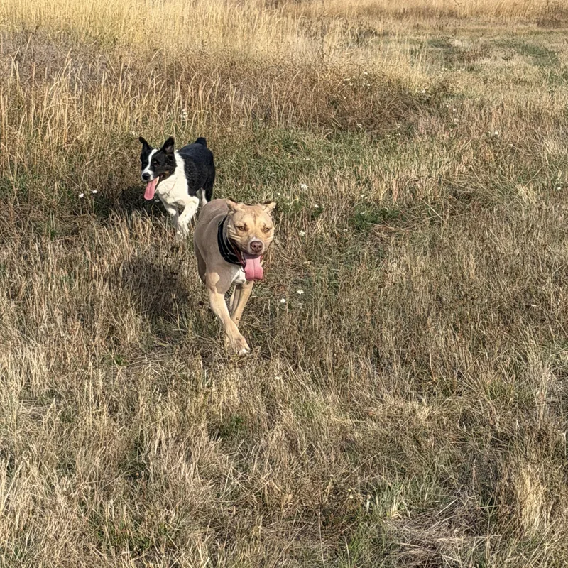 Ruger and Otis thumbnail 5