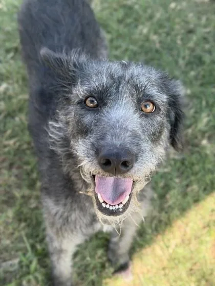 An adult medium-sized female Poodle dog named Nixi for adoption in Dallas, TX
