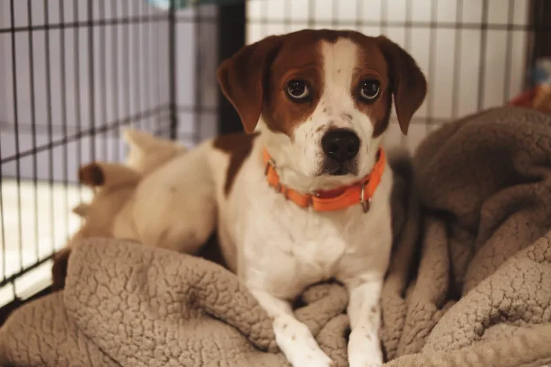 An adult medium-sized female Brown / Chocolate Beagle dog named Freckles for adoption in Grafton, WV