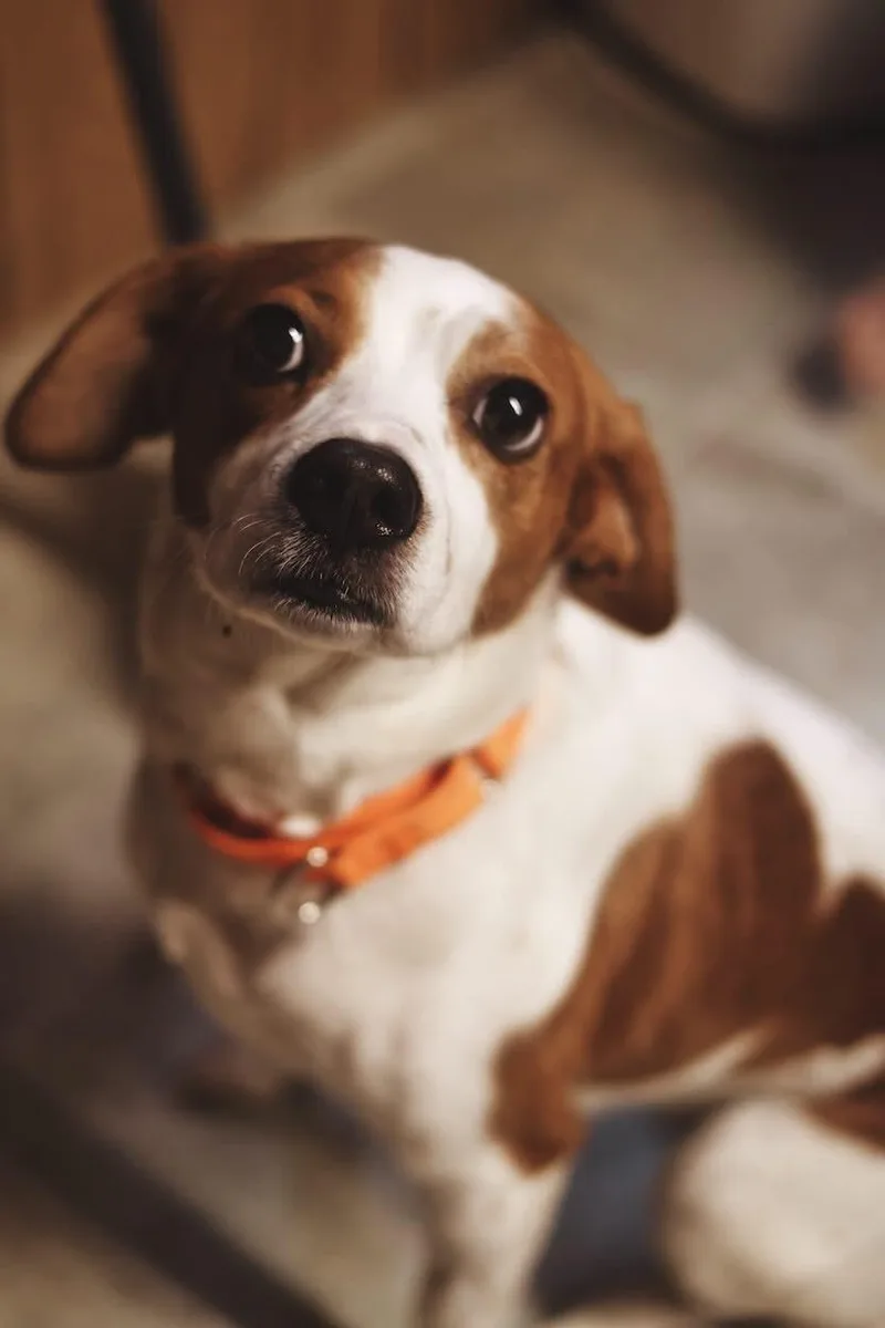 Freckles thumbnail 2