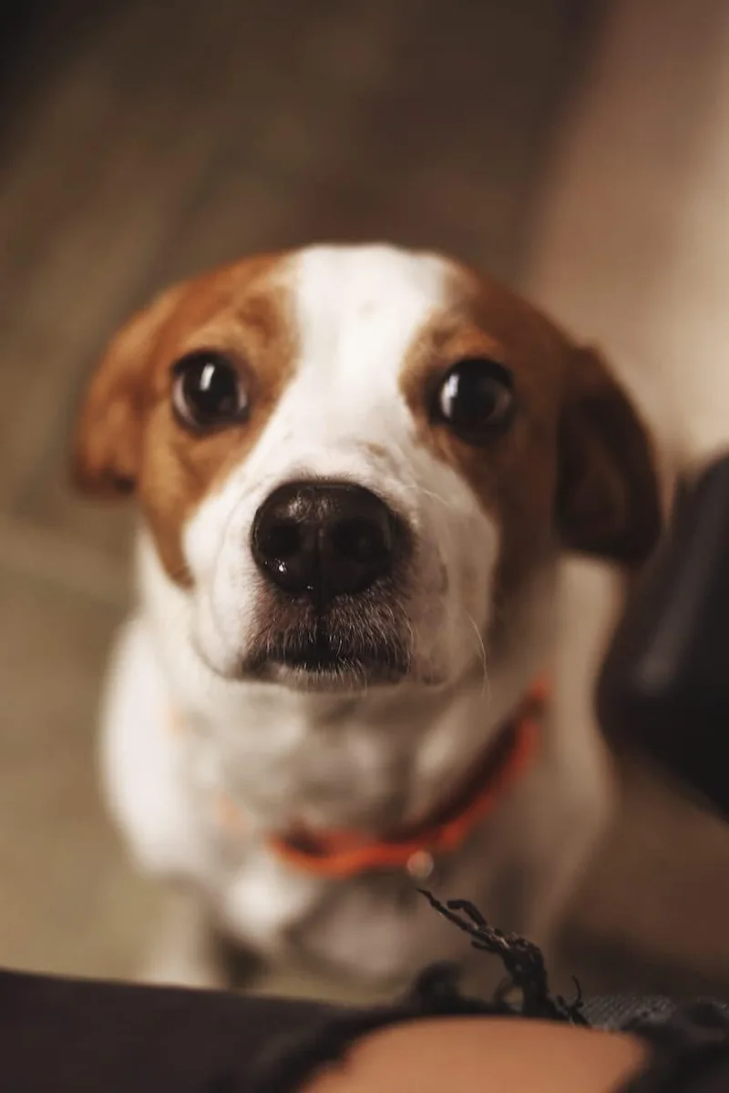 Freckles thumbnail 3