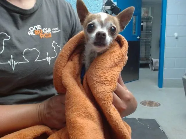 A senior small-sized female Chihuahua dog named Lulu for adoption in Albuquerque, NM
