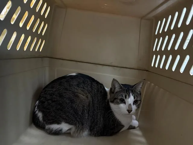 A young large-sized female Domestic Short Hair cat named Virginia for adoption in Antioch, CA