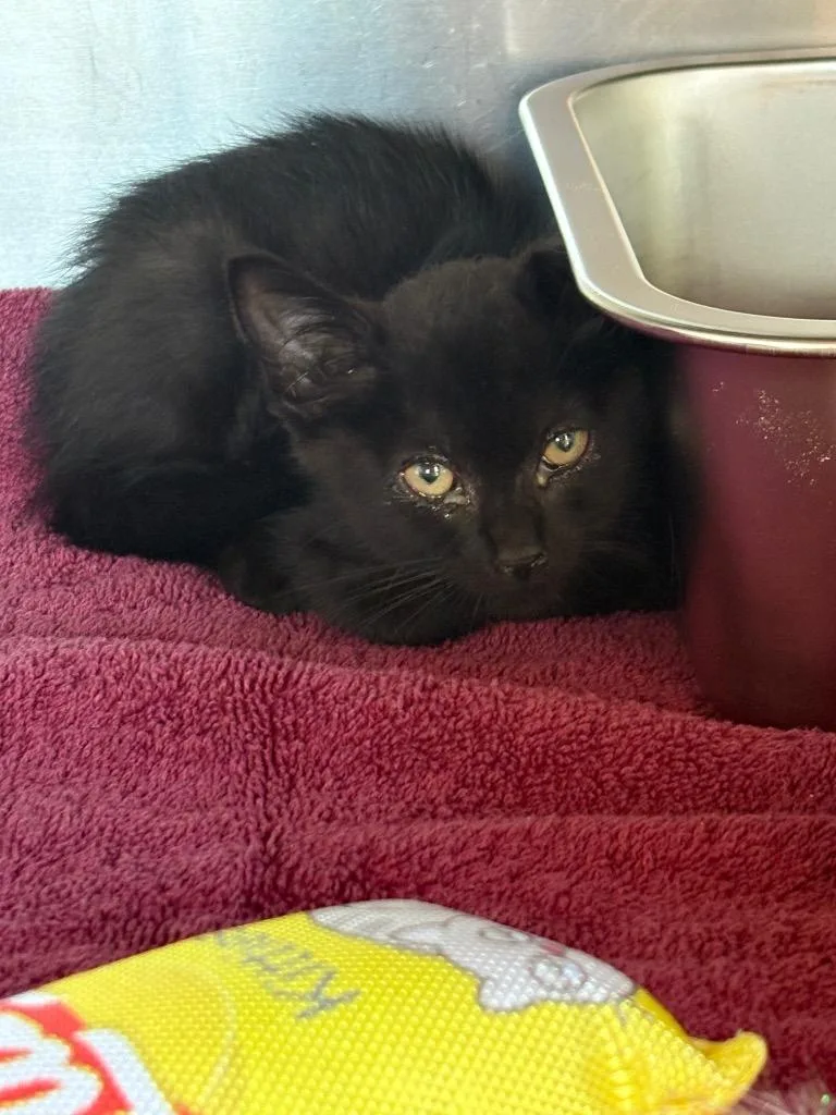 A baby large-sized female Domestic Short Hair cat named Katie for adoption in Murray, KY