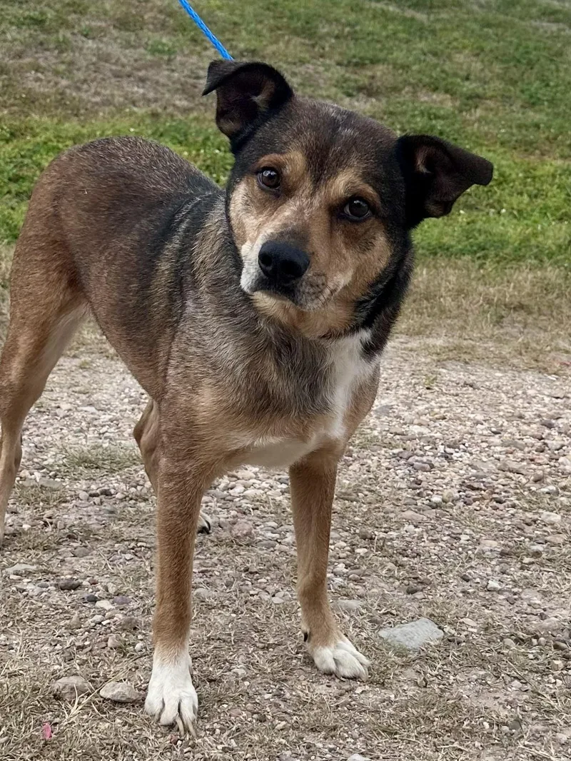 An adult medium-sized male Australian Cattle Dog / Blue Heeler dog named Jigger for adoption in Edna, TX