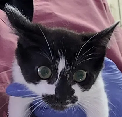 A baby small-sized female Domestic Short Hair cat named Louise for adoption in Eugene, OR
