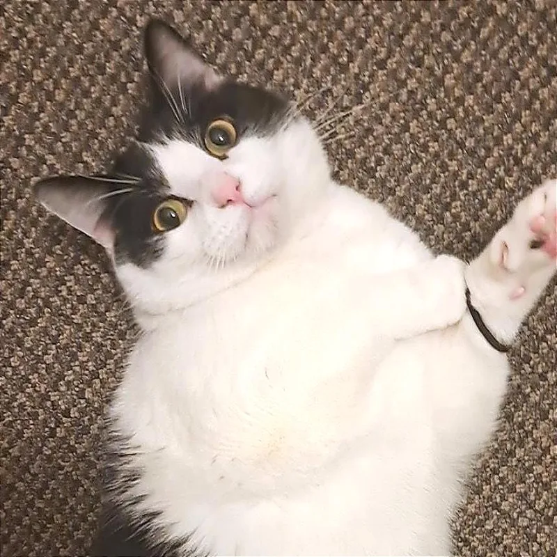 An adult small-sized male Domestic Short Hair cat named Loki for adoption in Rochester, MN