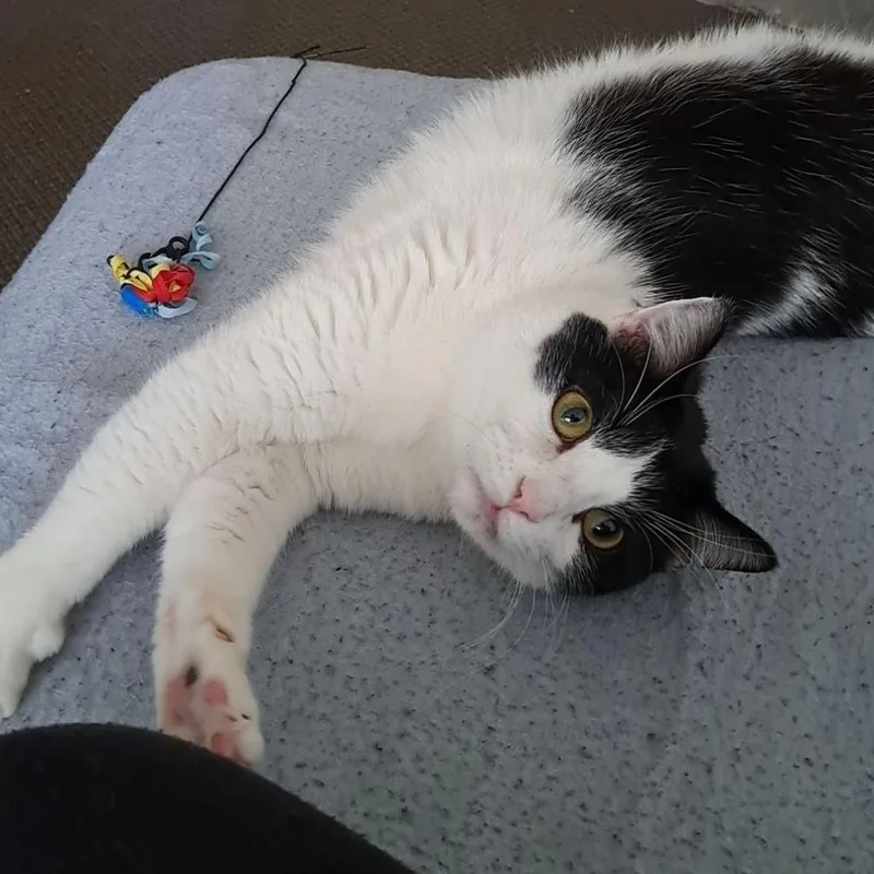 Loki thumbnail 3