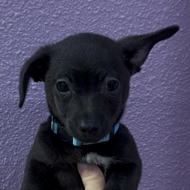 A baby small-sized male Black Chihuahua dog named Oak for adoption in Woodland, CA