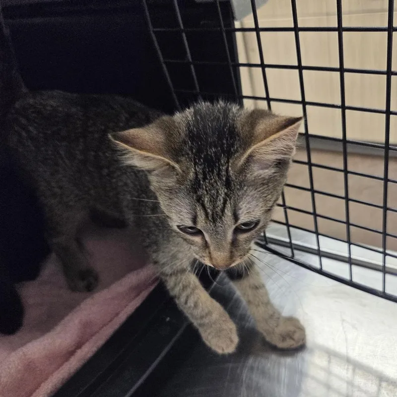 A baby small-sized female Gray / Blue / Silver Domestic Short Hair cat named Quelana for adoption in Chattanooga, TN