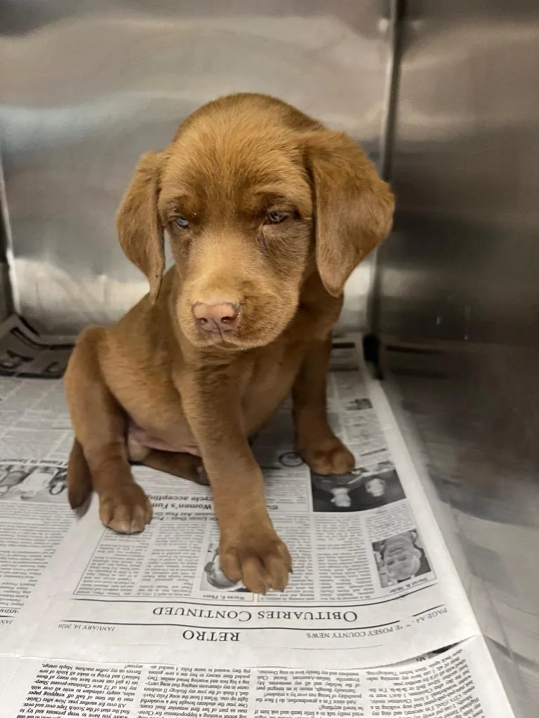A baby medium-sized male Chocolate Labrador Retriever dog named Forrest for adoption in Hopkinsville, KY