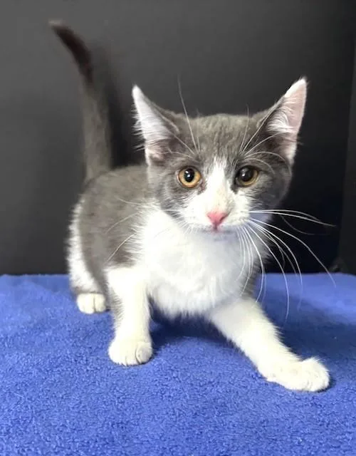 A baby medium-sized female Gray & White Domestic Short Hair cat named Ashley for adoption in Hawk Point, MO
