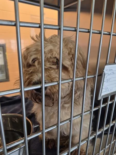 A young small-sized female Poodle dog named Pen for adoption in Lawrenceville, GA