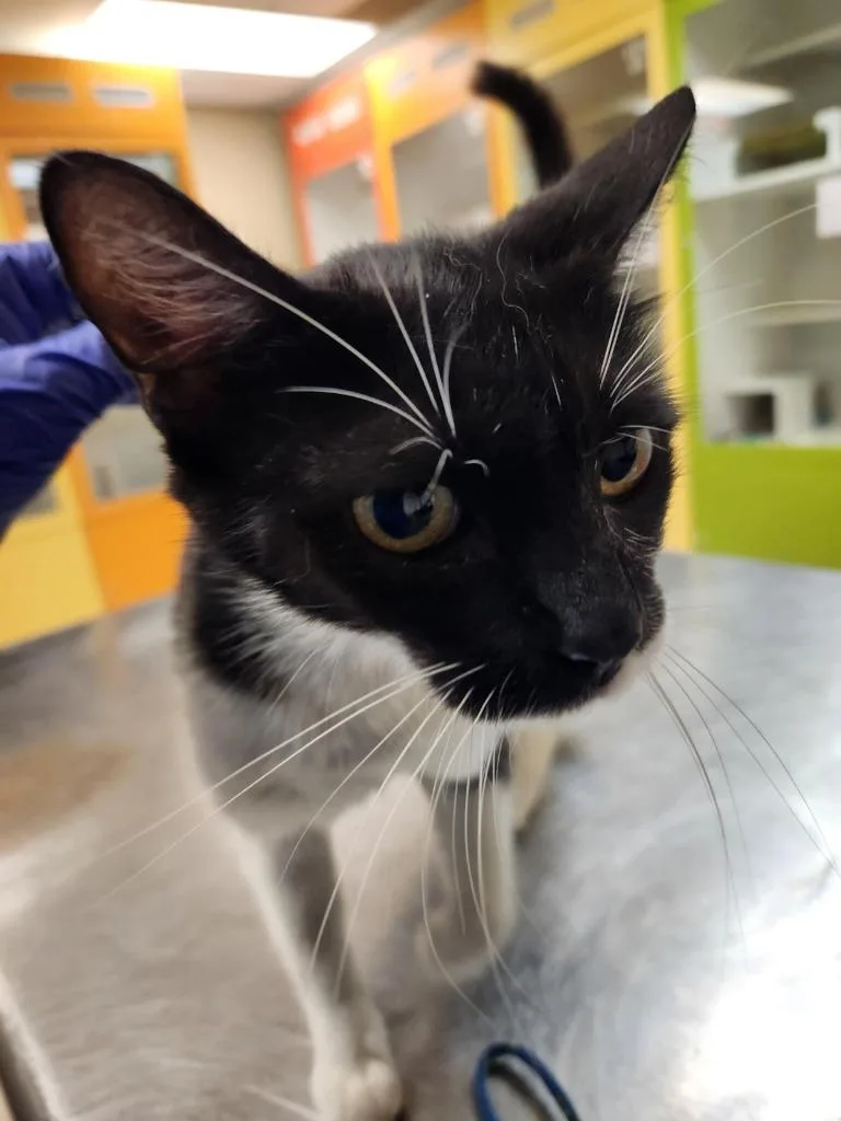 A young medium-sized female Domestic Short Hair cat named Cat Condo for adoption in Greenville, TX
