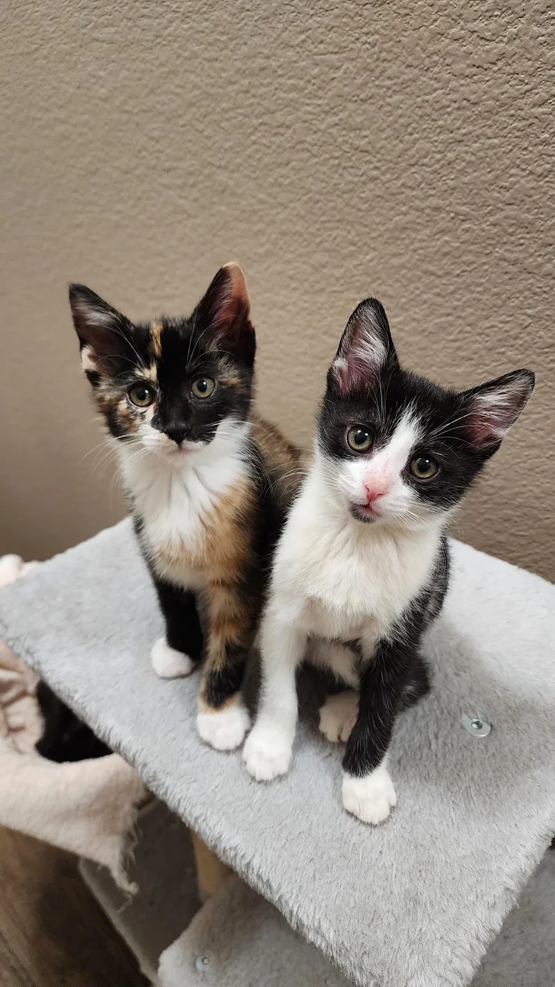 A baby medium-sized female Calico Domestic Short Hair cat named Kaleidoscope for adoption in Fort Worth, TX