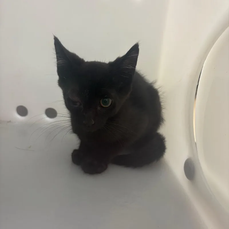 A baby small-sized male Black Domestic Short Hair cat named Talon for adoption in Columbus, GA