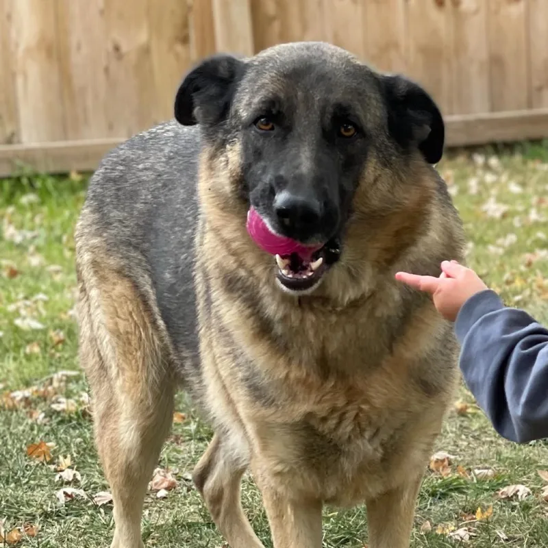 An adult extra large-sized male German Shepherd Dog dog named Bear for adoption in Grand Rapids, MN