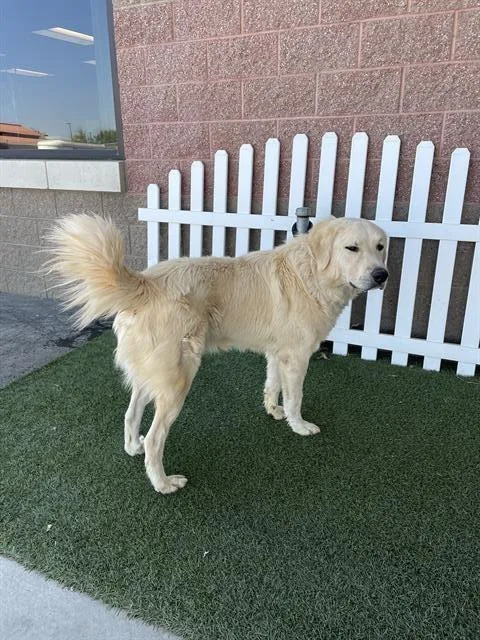 An adult large-sized male Great Pyrenees dog named Hogan for adoption in Modesto, CA