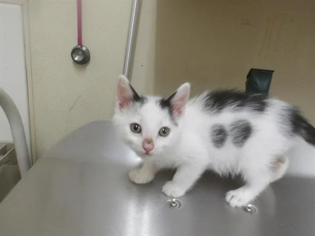 A baby small-sized male Domestic Short Hair cat named Benny for adoption in Santa Rosa, CA