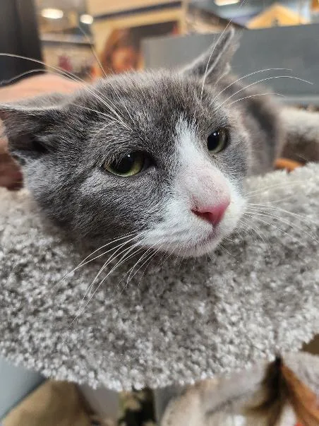 A baby medium-sized male Gray & White Domestic Short Hair cat named Ziti Bii for adoption in Las Vegas, NV