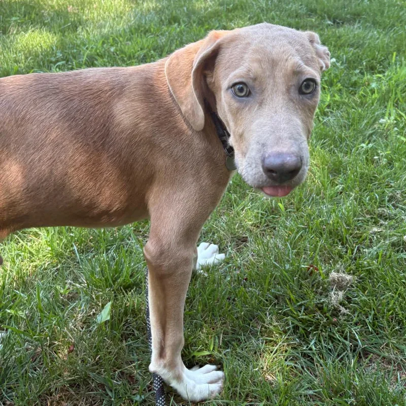 A young large-sized male Yellow / Tan / Blond / Fawn Hound dog named Milo for adoption in Calverton, NY