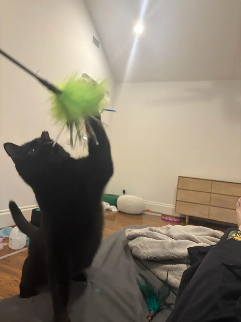 An adult medium-sized male Black American Shorthair cat named Rambo for adoption in Houston, TX
