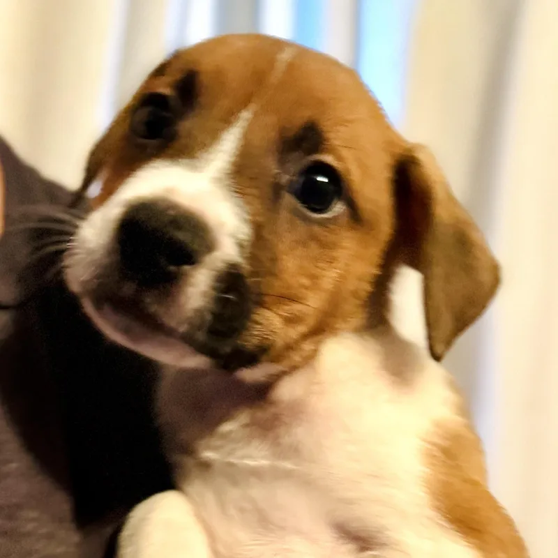 A baby medium-sized male Golden Shepherd dog named Quinn for adoption in Brentwood, TN