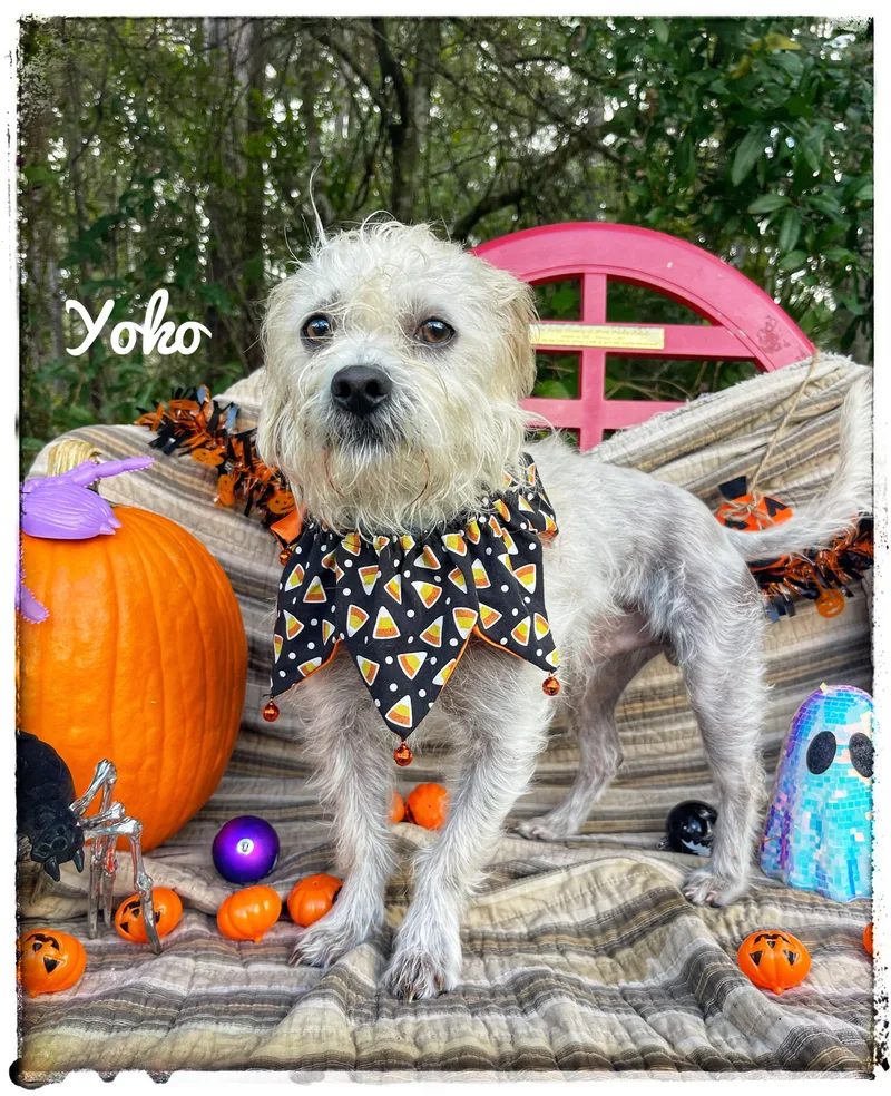 A young small-sized male Maltese dog named Yoko for adoption in Sebring, FL