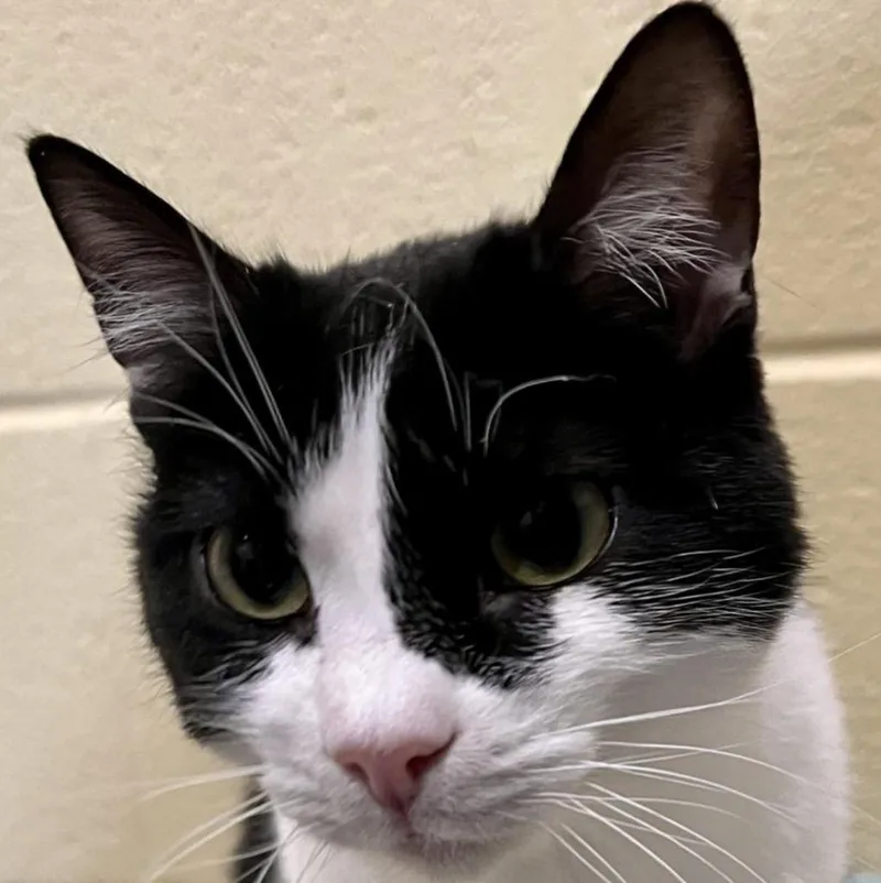 An adult medium-sized female Domestic Short Hair cat named Marion Ravenwood for adoption in South Bend, IN