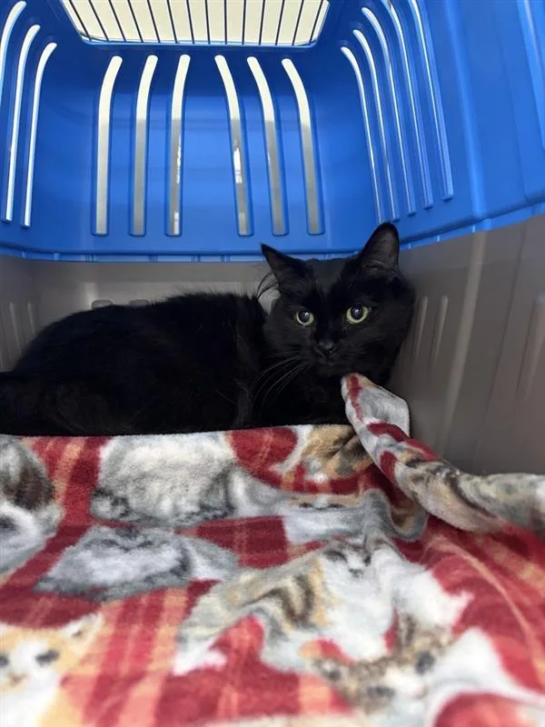 A senior medium-sized male Domestic Long Hair cat named George for adoption in Saint Paul, MN