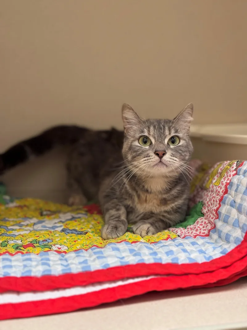 A young small-sized female Tabby (Gray / Blue / Silver) Domestic Short Hair cat named Petal for adoption in Hackensack, MN