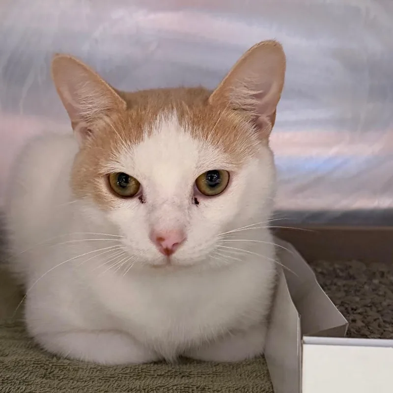 An adult medium-sized male Orange / Red Domestic Short Hair cat named Saloon for adoption in Tampa, FL
