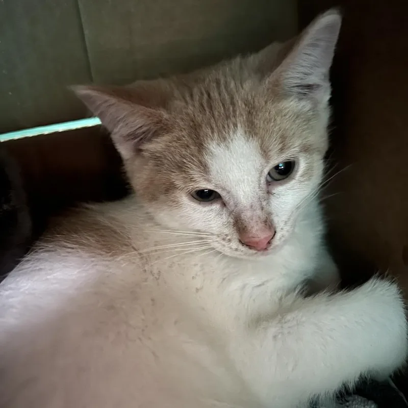 A baby small-sized male Buff / Tan / Fawn Domestic Short Hair cat named Yarrow for adoption in Owosso, MI