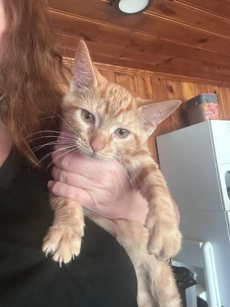 A baby medium-sized male Domestic Short Hair cat named Shorty for adoption in Cumming, GA