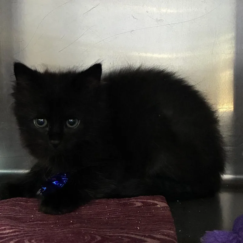 A baby small-sized male Black Domestic Medium Hair cat named Lou for adoption in Windsor, VA