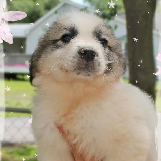 A baby large-sized female White / Cream Great Pyrenees dog named Cindy for adoption in Amelia, OH